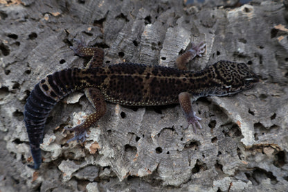 Male 75% Black Night 25% Afghanicus (A-Tier) - FREE SHIPPING