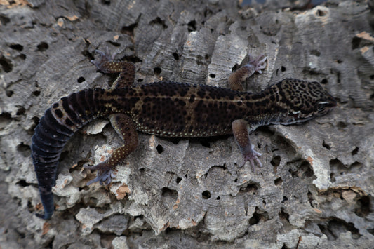Male 75% Black Night 25% Afghanicus (A-Tier)