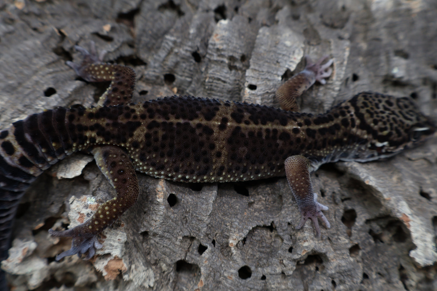 Male 75% Black Night 25% Afghanicus (A-Tier) - FREE SHIPPING