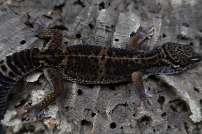 Male 75% Black Night 25% Afghanicus (A-Tier) - FREE SHIPPING