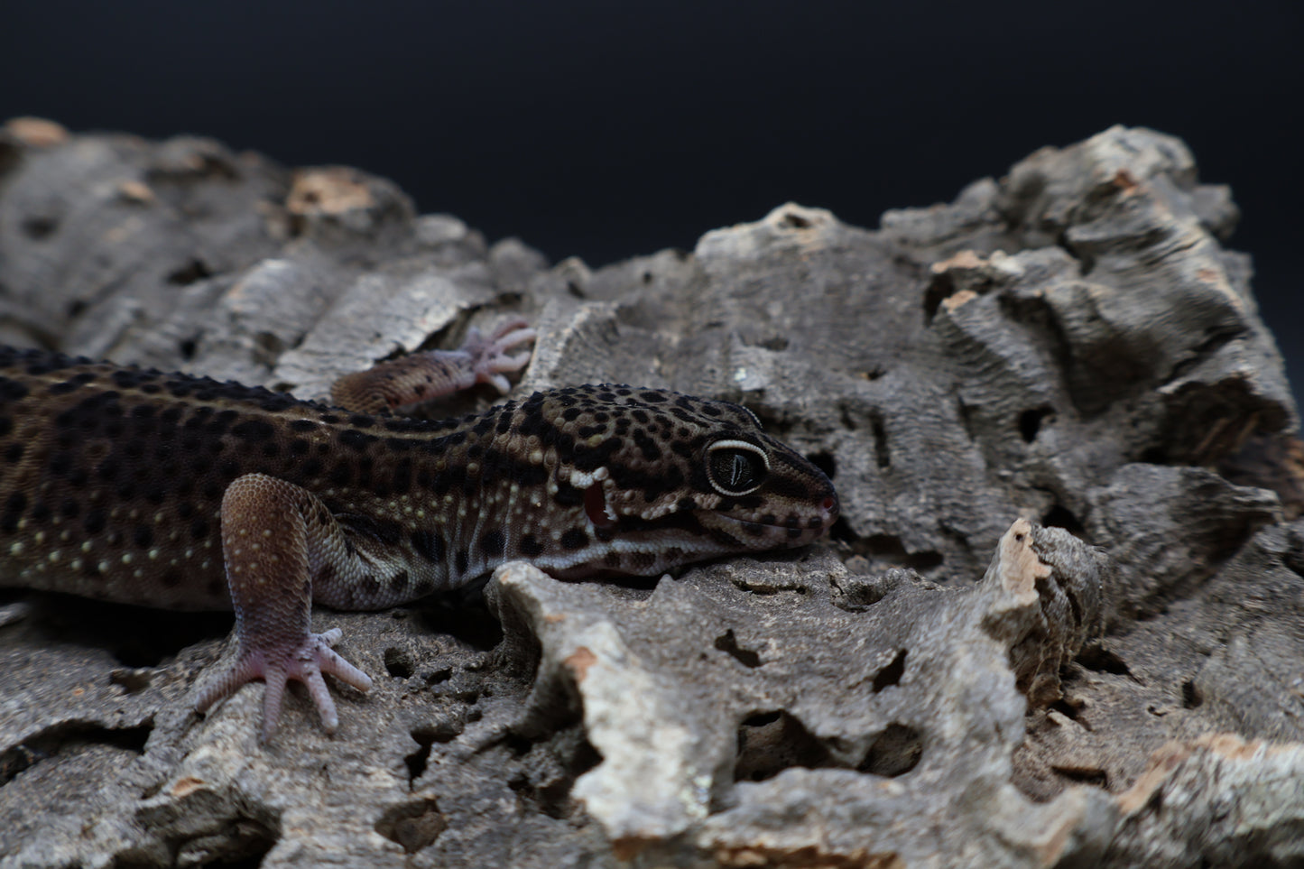 Male 75% Black Night 25% Afghanicus (A-Tier) - FREE SHIPPING