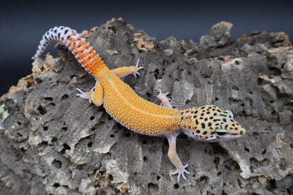 Male Tangerine Cipher (solid black eyes) (sassy)