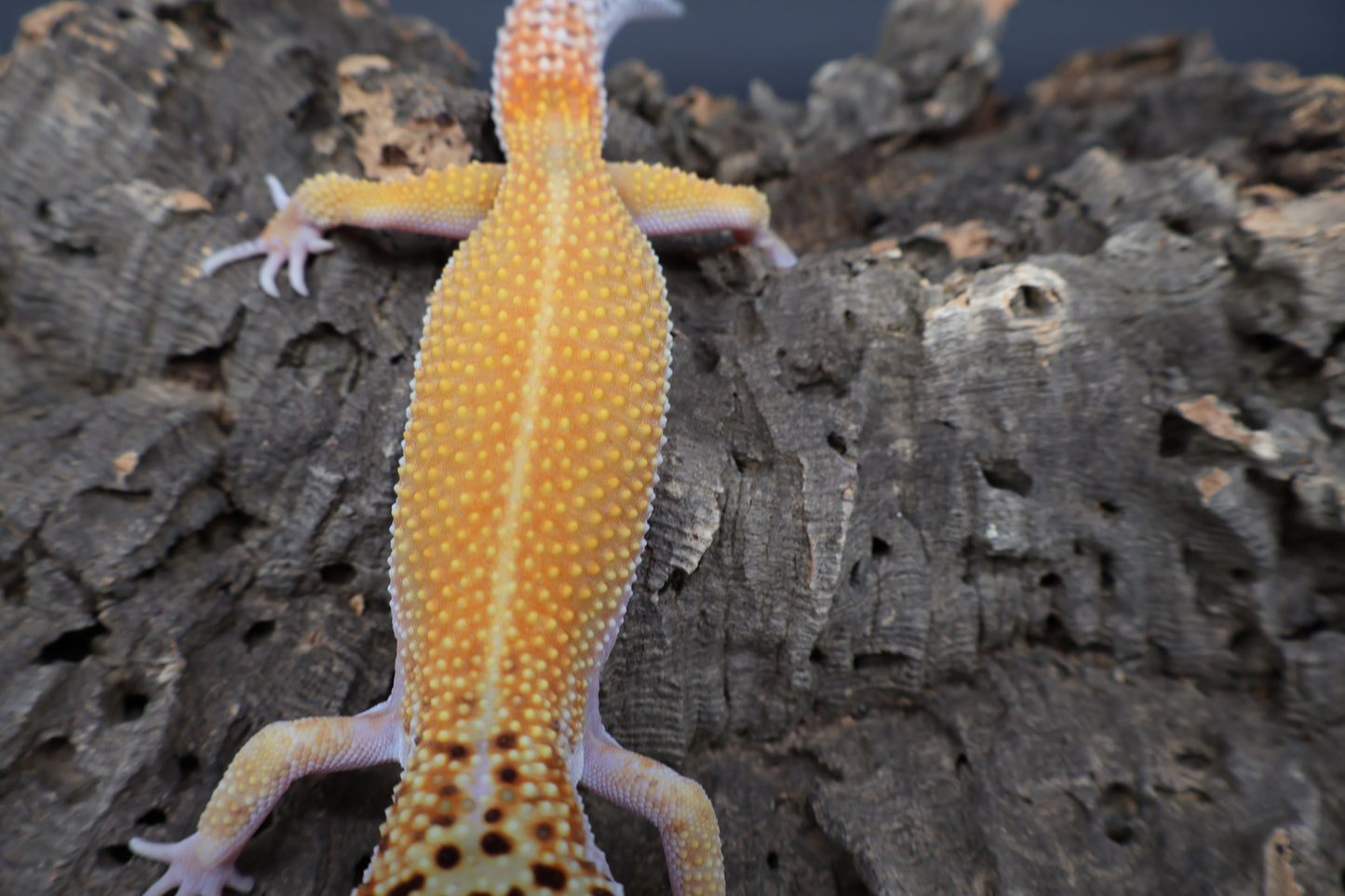 Male Tangerine Cipher (solid black eyes) (sassy)