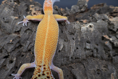 Male Tangerine Cipher (solid black eyes) (sassy)