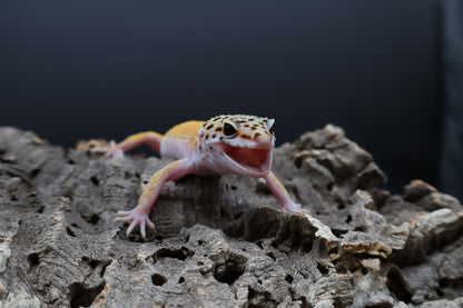 Male Tangerine Cipher (solid black eyes) (sassy)