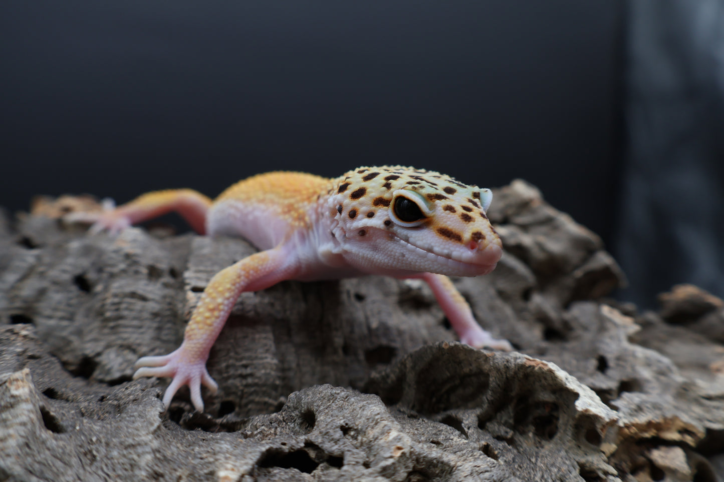 Male Tangerine Cipher (solid black eyes) (sassy)