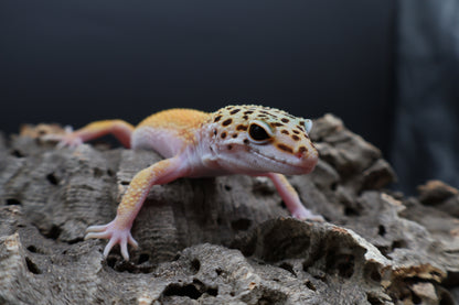 Male Tangerine Cipher (solid black eyes) (sassy)
