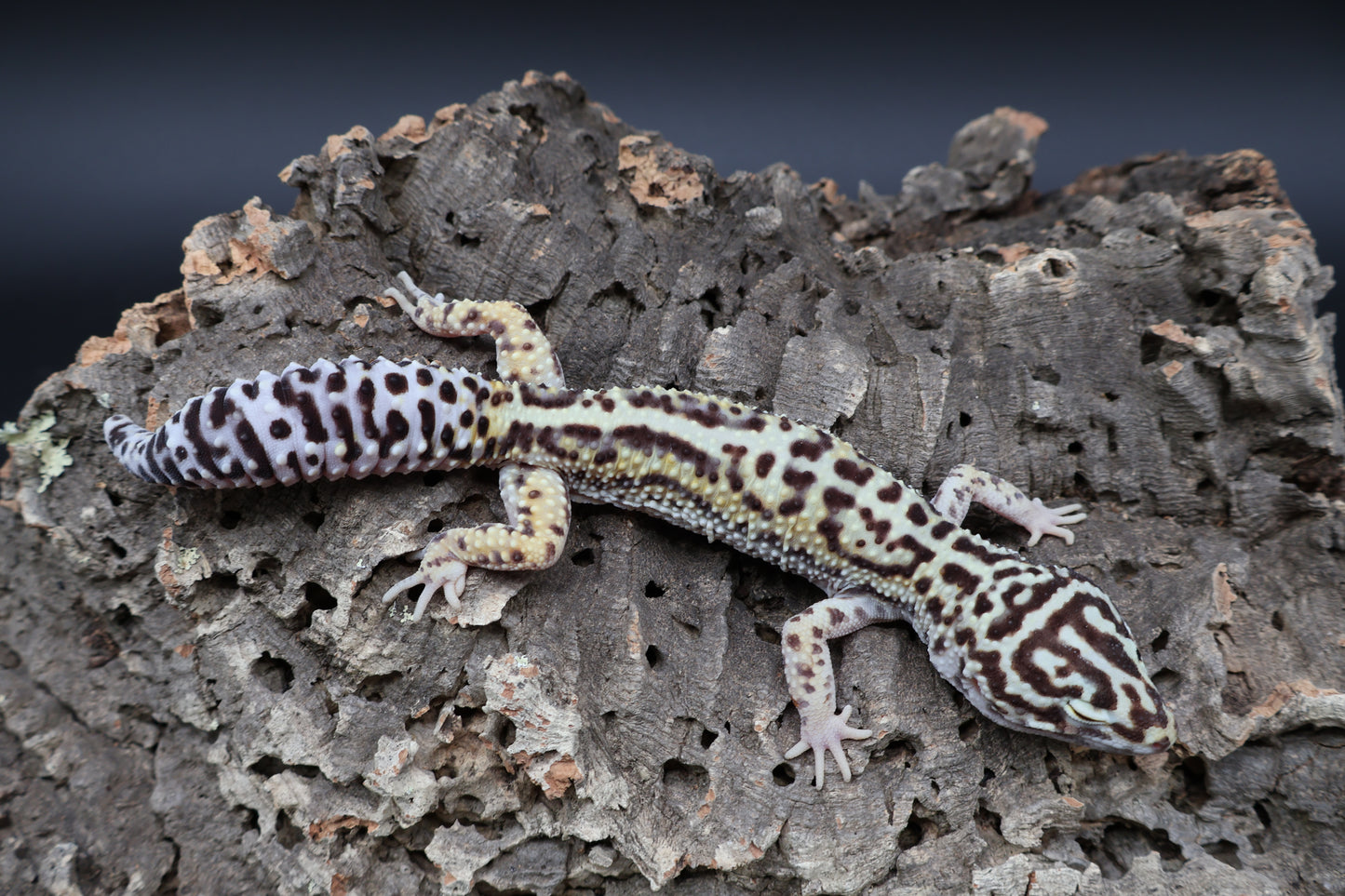 Male Hyper Xanthic Halloween Mask Bandit pos. W&Y (pet; one kink eyelid)