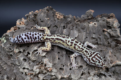 Male Hyper Xanthic Halloween Mask Bandit pos. W&Y (pet; one kink eyelid)