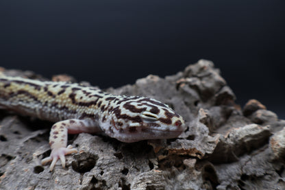 Male Hyper Xanthic Halloween Mask Bandit pos. W&Y (pet; one kink eyelid)