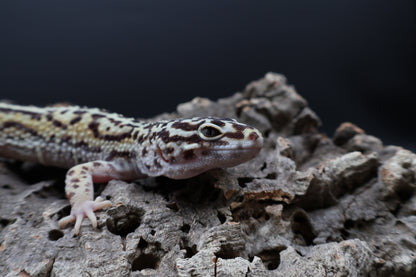 Male Hyper Xanthic Halloween Mask Bandit pos. W&Y (pet; one kink eyelid)