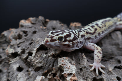 Male Hyper Xanthic Halloween Mask Bandit pos. W&Y (pet; one kink eyelid)