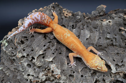 Female Mandarin Inferno Tremper Albino Emerine (small for age)