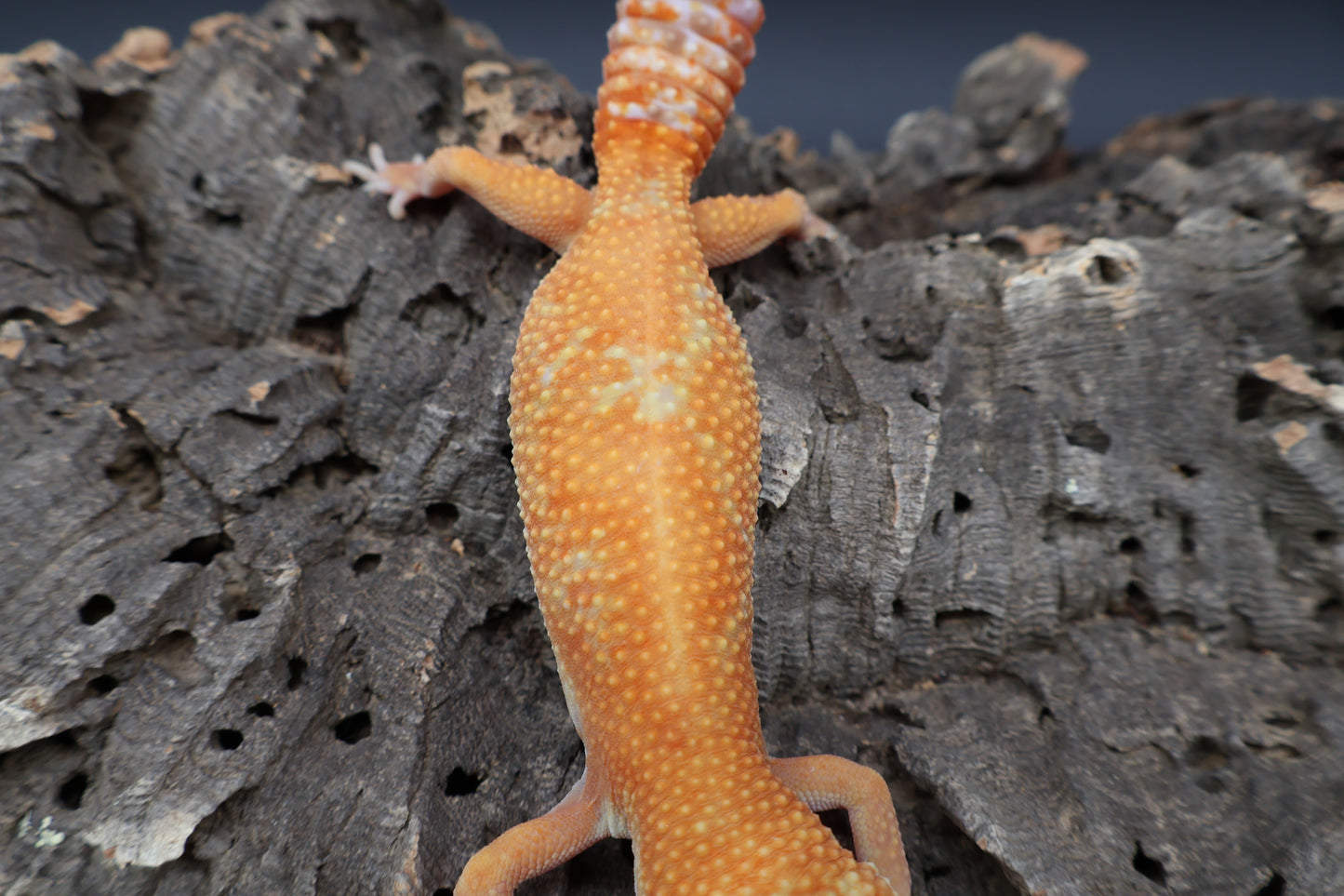 Female Mandarin Inferno Tremper Albino Emerine (small for age)