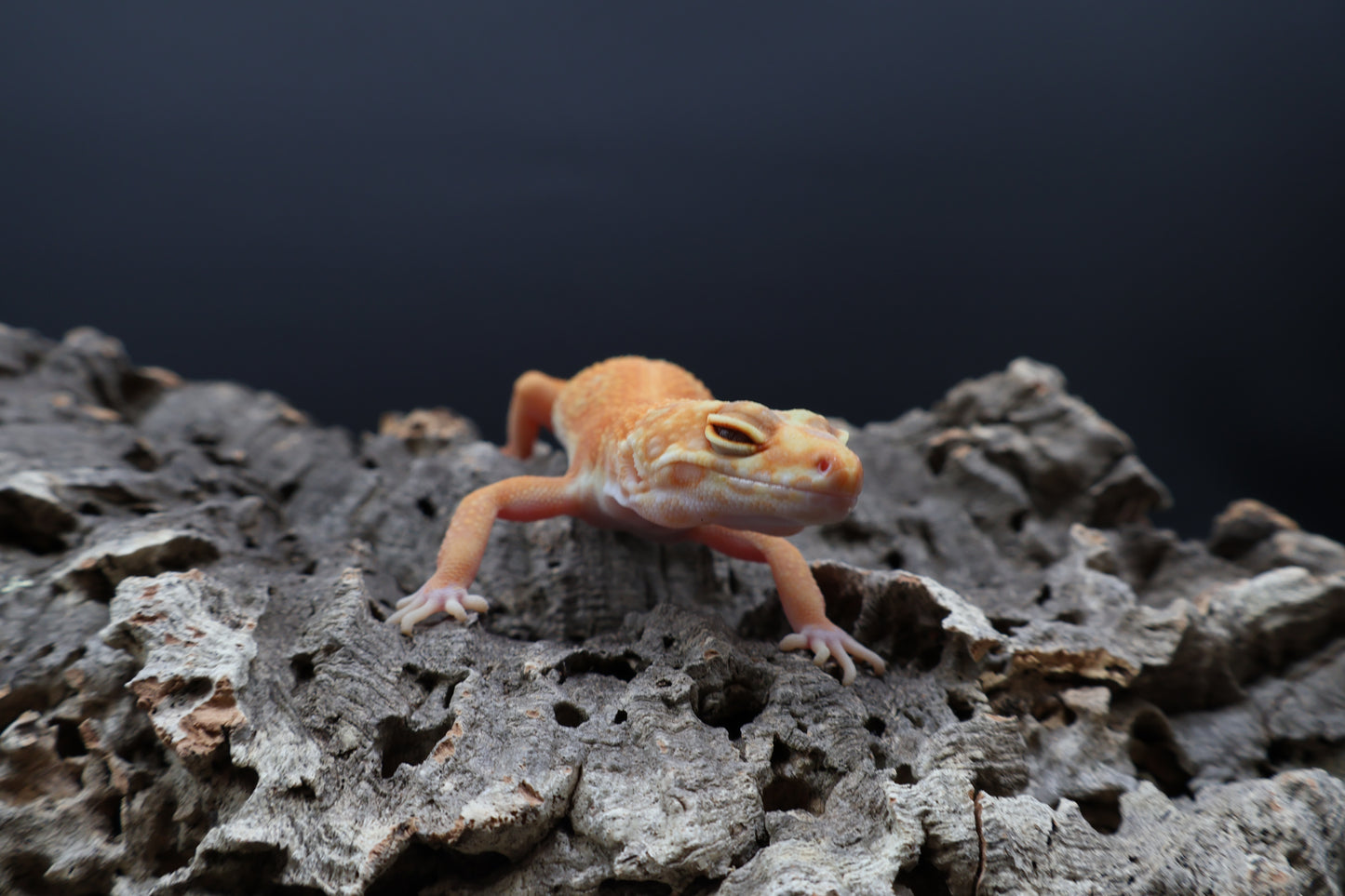 Female Mandarin Inferno Tremper Albino Emerine (small for age)