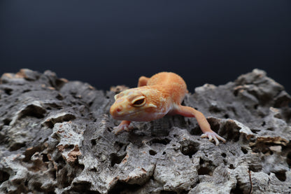 Female Mandarin Inferno Tremper Albino Emerine (small for age)
