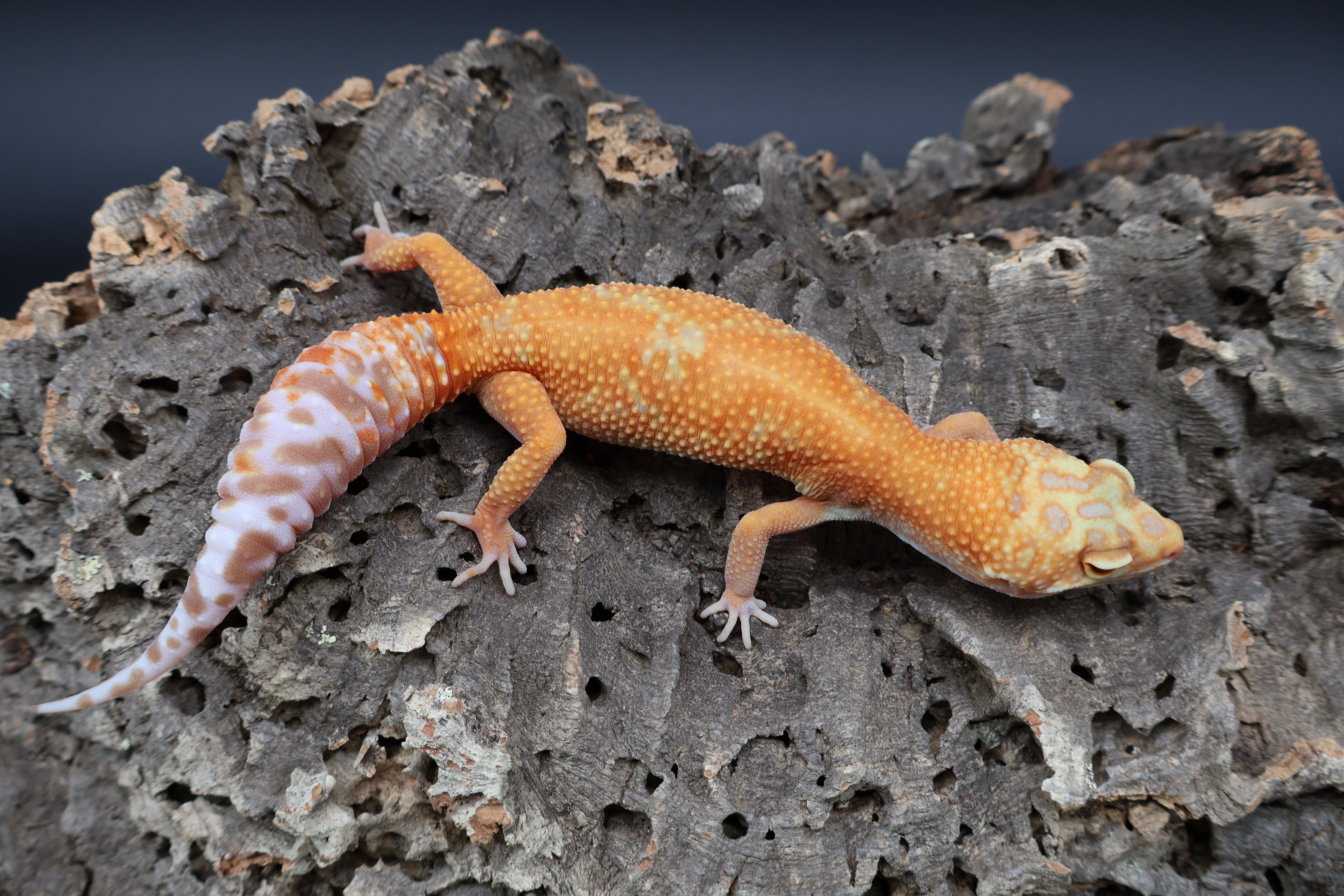 Leopard Geckos $50.00 – Frank Cuzzolina