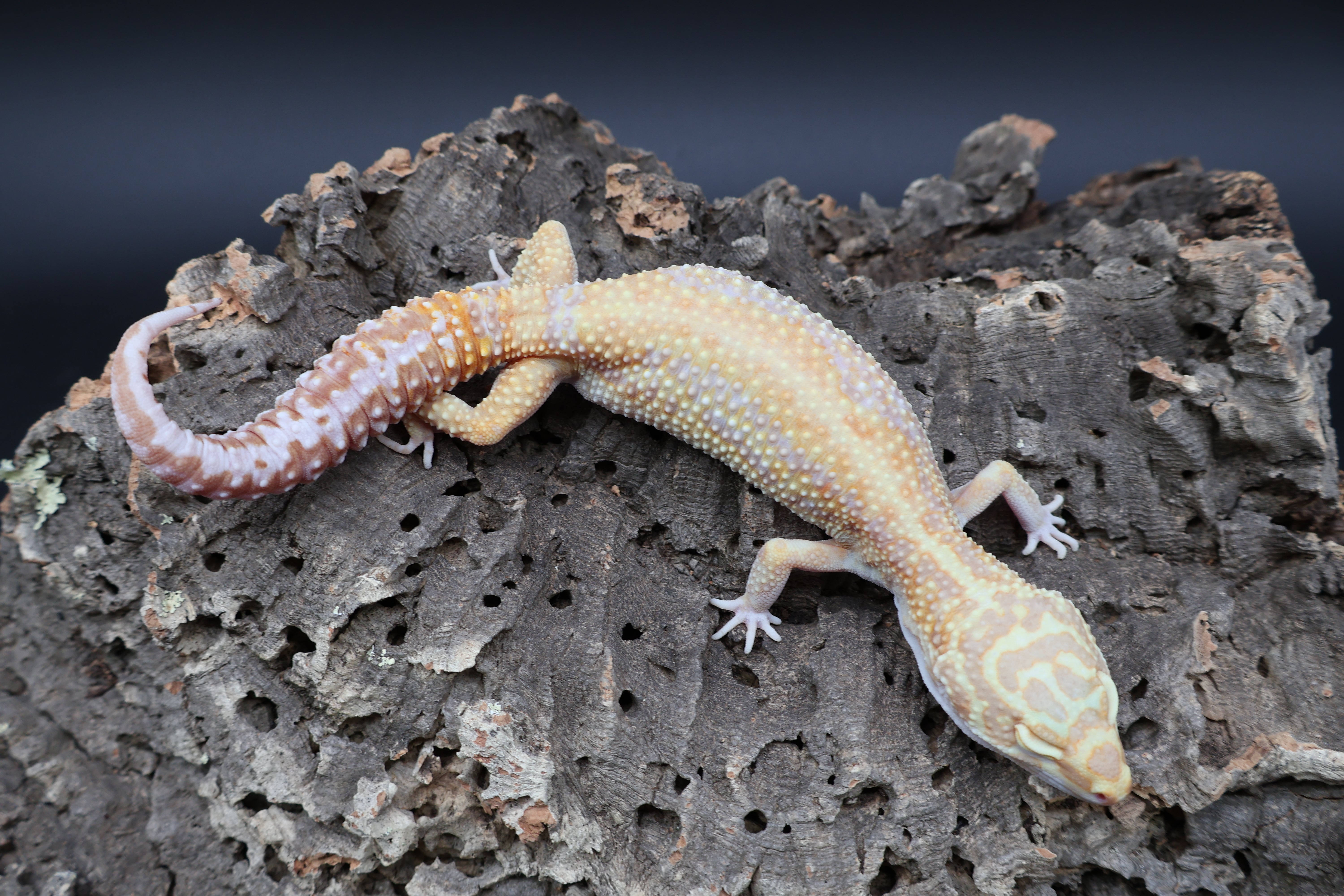 Halloween Mask Leopard Geckos – Frank Cuzzolina