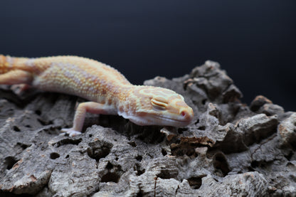 Female Red Diamond Tremper Albino Halloween Mask Bandit