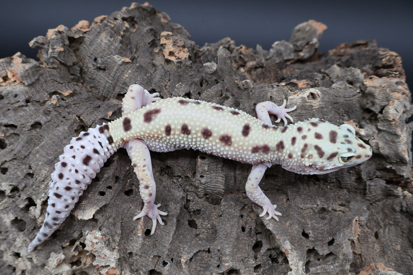 Female Hyper Xanthic Bold W&Y Eclipse (pet; small for age)