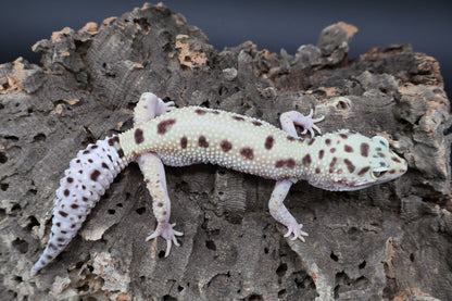 Female Hyper Xanthic Bold W&Y Eclipse (pet; small for age)