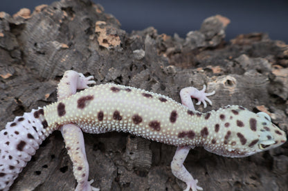 Female Hyper Xanthic Bold W&Y Eclipse (pet; small for age)