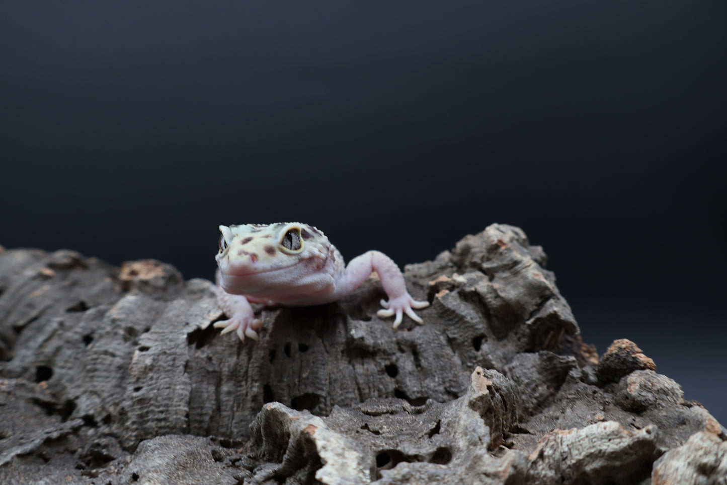 Female Hyper Xanthic Bold W&Y Eclipse (pet; small for age)