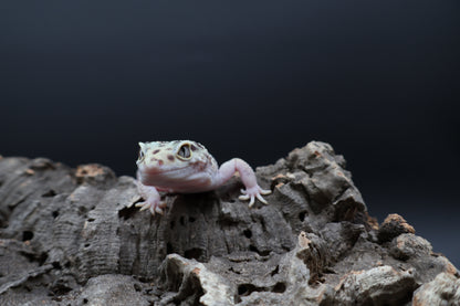Female Hyper Xanthic Bold W&Y Eclipse (pet; small for age)