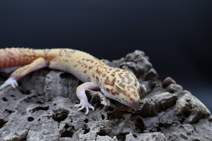 Male Super Giant Blood RADAR (1 solid red eye)