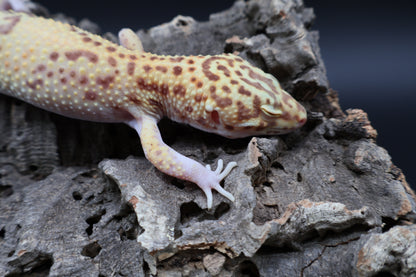 Male Super Giant Blood RADAR (1 solid red eye)