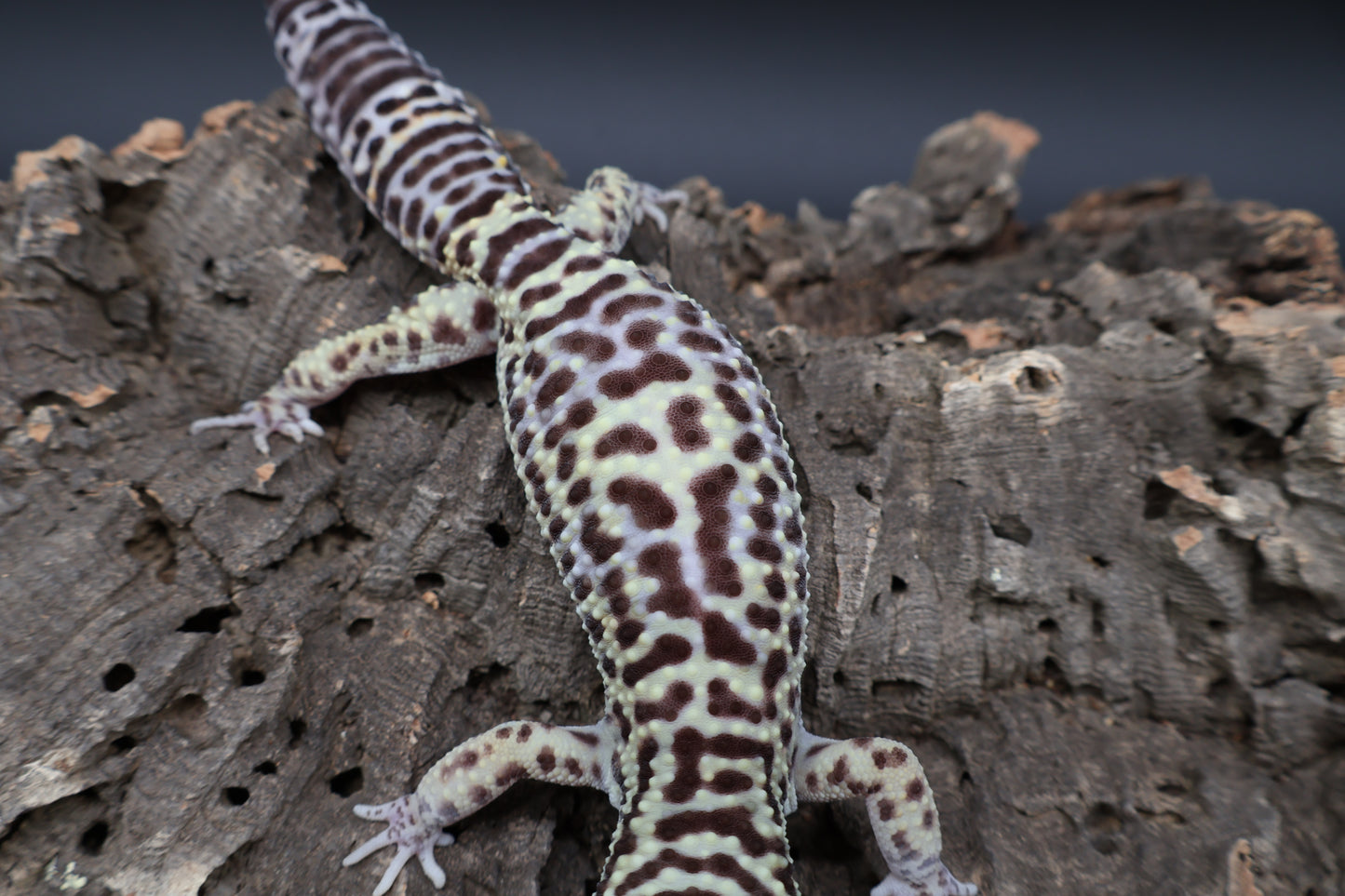 Male 50% Black Night 25% Afghanicus 25% Turcmenicus (D-Tier)