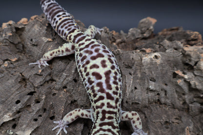 Male 50% Black Night 25% Afghanicus 25% Turcmenicus (D-Tier)