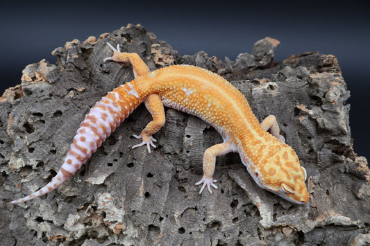Male Mandarin Inferno Red Stripe W&Y Tremper Albino