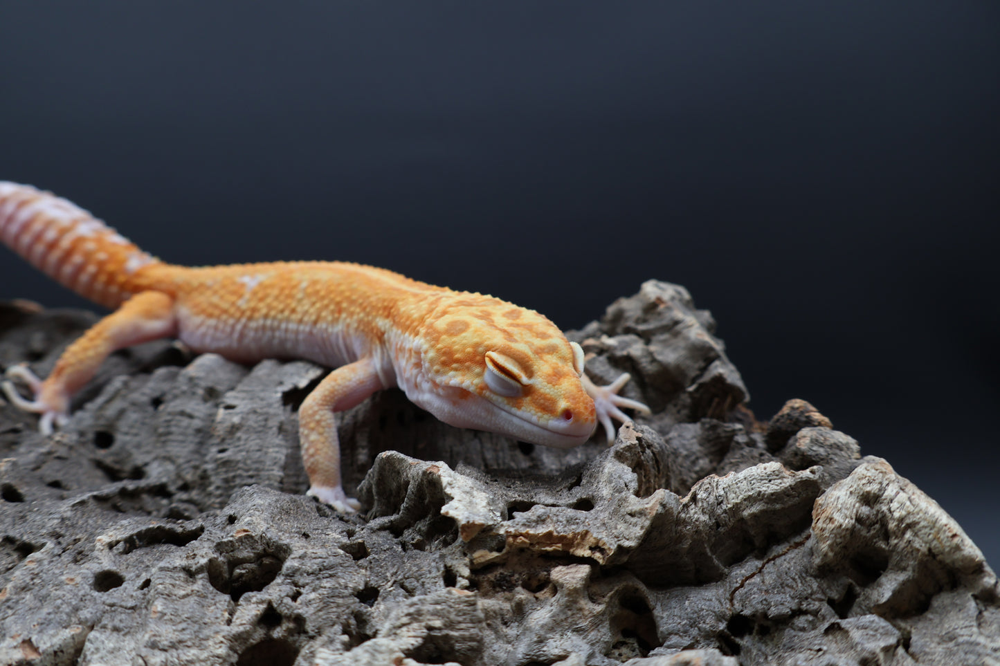 Male Mandarin Inferno Red Stripe W&Y Tremper Albino