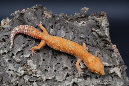 Female Mandarin Inferno Tremper Albino (pet; small for age)