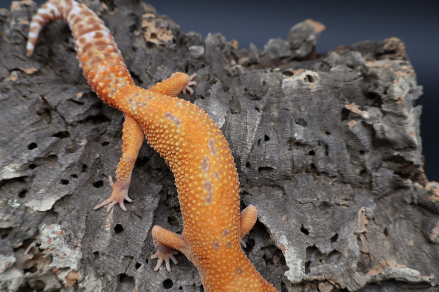 Female Mandarin Inferno Tremper Albino (pet; small for age)