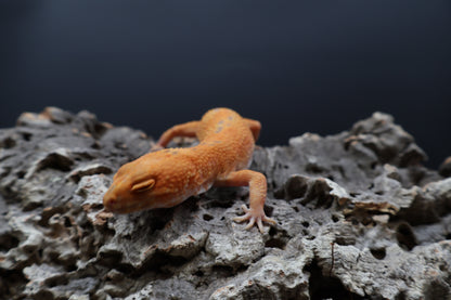 Female Mandarin Inferno Tremper Albino (pet; small for age)