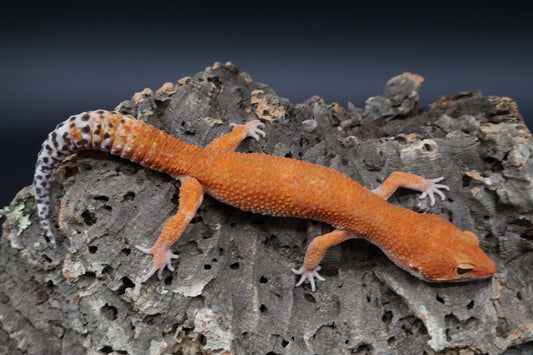 Male Tangerine Tornado (high-end proven breeder)