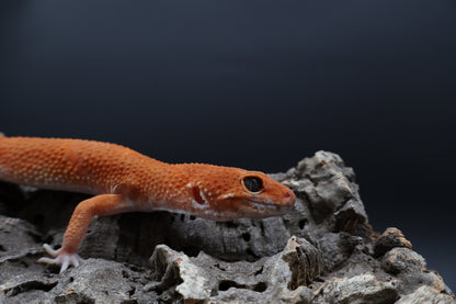 Male Tangerine Tornado (high-end proven breeder)