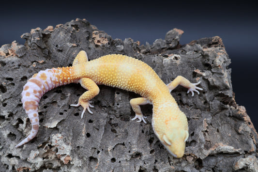 Male Mandarin Inferno Hypo Bold Tremper Albino pos. W&Y