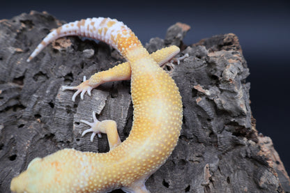 Male Mandarin Inferno Hyper Xanthic Bold Tremper Albino pos. W&Y