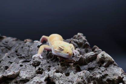 Male Mandarin Inferno Hyper Xanthic Bold Tremper Albino pos. W&Y