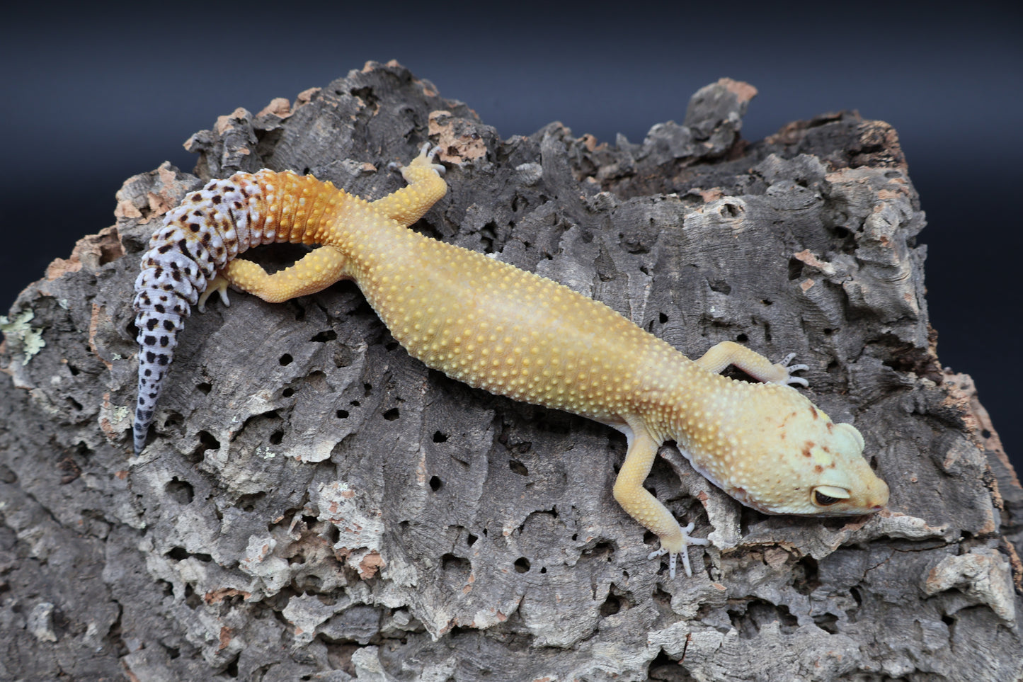 Female Super Giant Super Hypo Blood (10" long; ovulating)