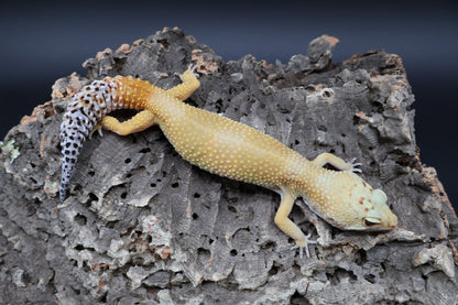Female Super Giant Super Hypo Blood (10" long; ovulating)