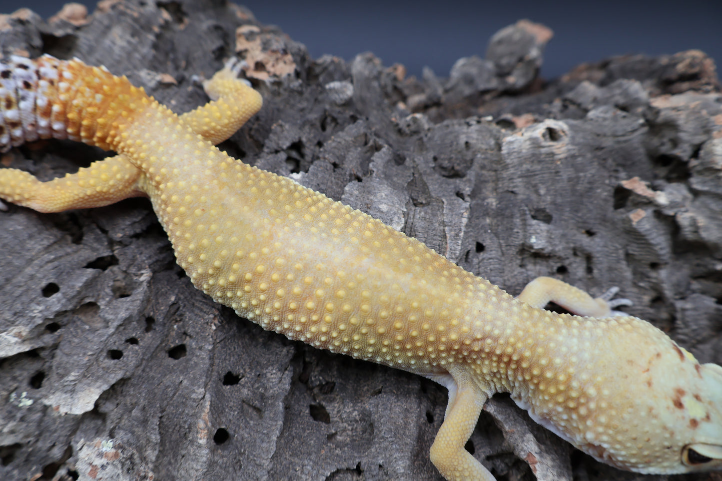 Female Super Giant Super Hypo Blood (10" long; ovulating)