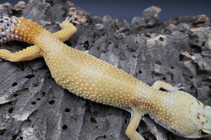 Female Super Giant Super Hypo Blood (10" long; ovulating)