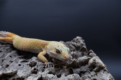 Female Super Giant Super Hypo Blood (10" long; ovulating)