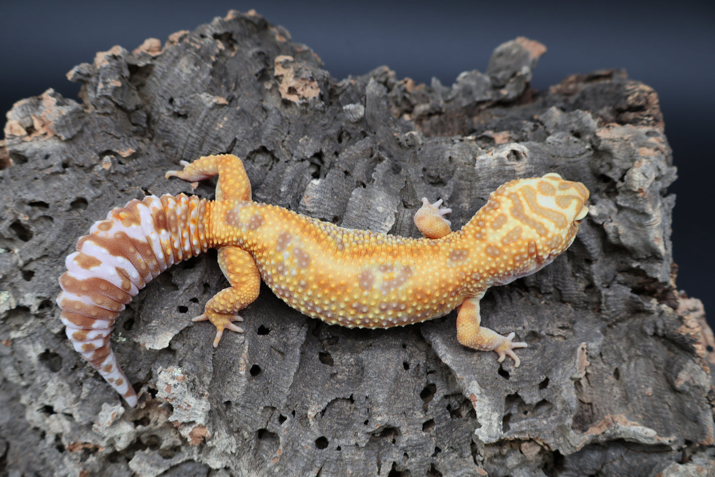 Female Mandarin Bold Jungle Tremper Albino (pet; short face)