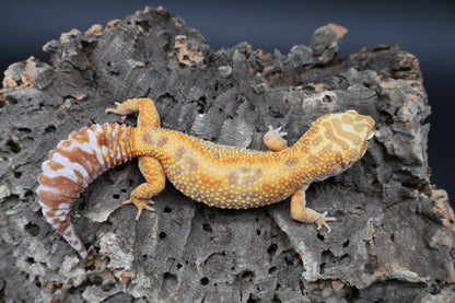Female Mandarin Bold Jungle Tremper Albino (pet; short face)