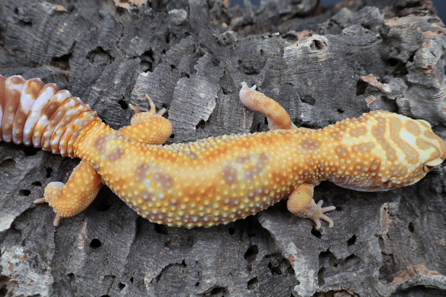 Female Mandarin Bold Jungle Tremper Albino (pet; short face)
